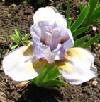 Iris - Vilkdalgis - Pepita